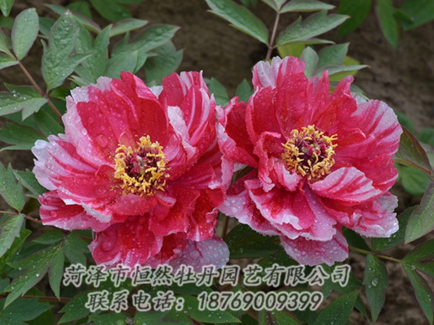 點(diǎn)擊查看詳細(xì)信息<br>標(biāo)題：復(fù)色牡丹 閱讀次數(shù)：1274
