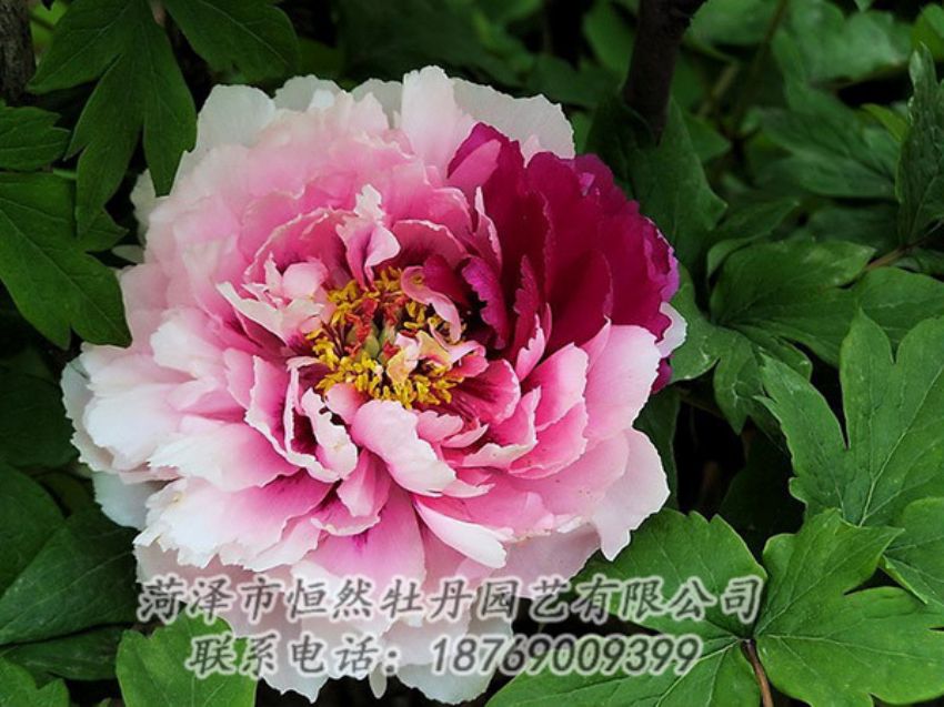 點(diǎn)擊查看詳細(xì)信息<br>標(biāo)題：復(fù)色牡丹 閱讀次數(shù)：1294