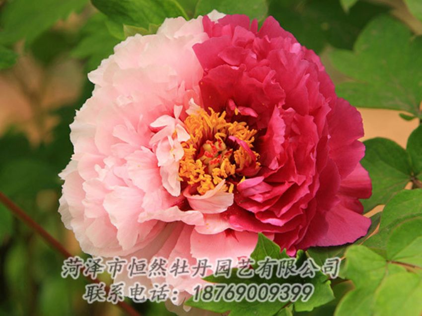 點(diǎn)擊查看詳細(xì)信息<br>標(biāo)題：復(fù)色牡丹 閱讀次數(shù)：1363