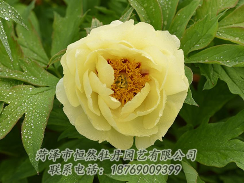 點(diǎn)擊查看詳細(xì)信息<br>標(biāo)題：黃色牡丹 閱讀次數(shù)：1168