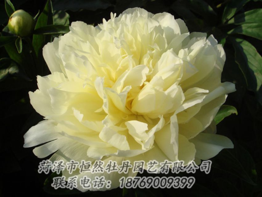 點(diǎn)擊查看詳細(xì)信息<br>標(biāo)題：黃色牡丹 閱讀次數(shù)：1126