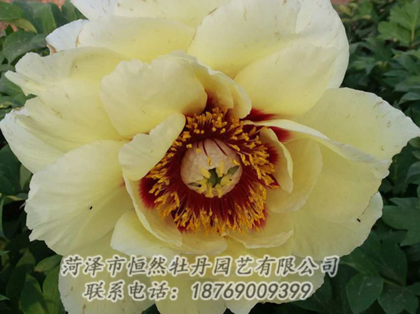 點(diǎn)擊查看詳細(xì)信息<br>標(biāo)題：黃色牡丹 閱讀次數(shù)：1234