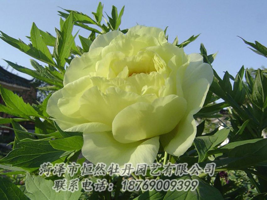 點(diǎn)擊查看詳細(xì)信息<br>標(biāo)題：黃色牡丹 閱讀次數(shù)：1190