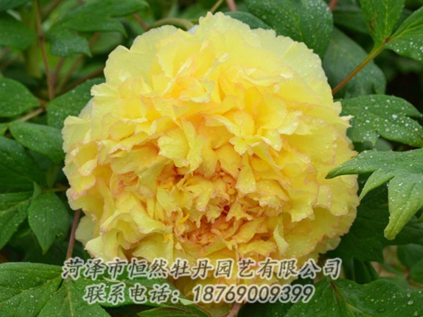 點(diǎn)擊查看詳細(xì)信息<br>標(biāo)題：黃色牡丹 閱讀次數(shù)：1217