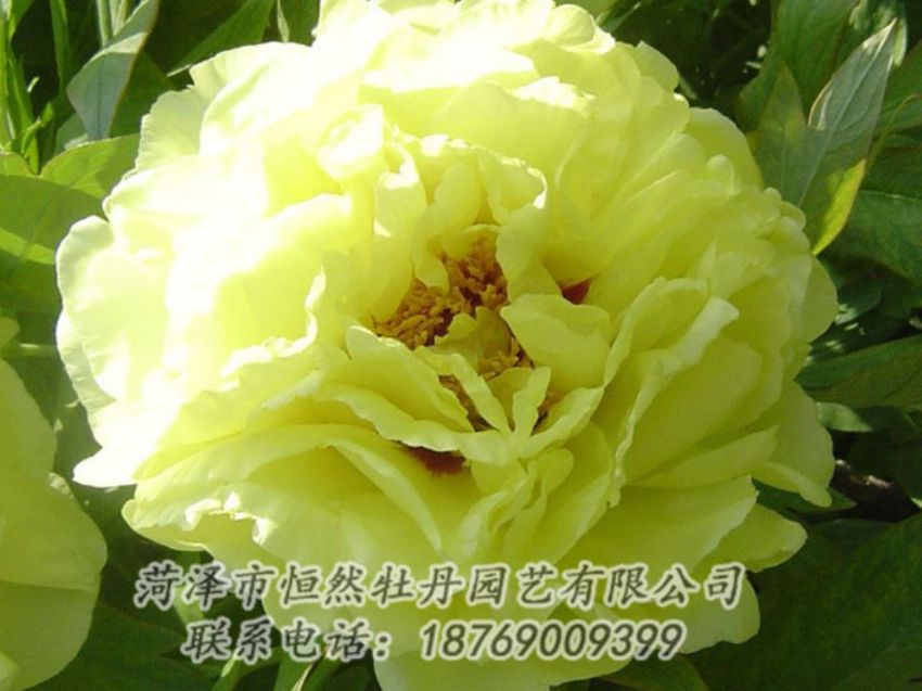 點(diǎn)擊查看詳細(xì)信息<br>標(biāo)題：黃色牡丹 閱讀次數(shù)：1187