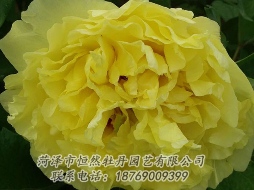 點(diǎn)擊查看詳細(xì)信息<br>標(biāo)題：黃色牡丹 閱讀次數(shù)：1127