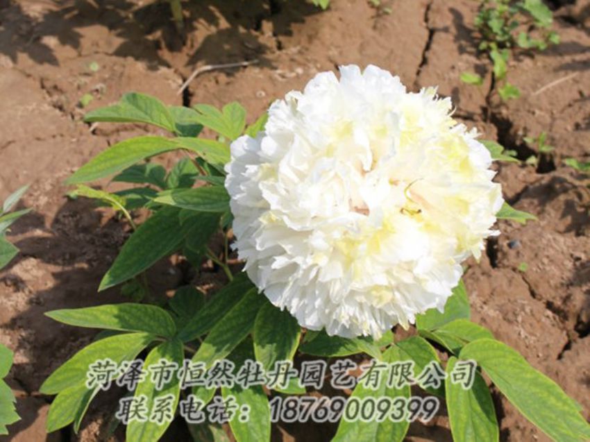 點(diǎn)擊查看詳細(xì)信息<br>標(biāo)題：白色牡丹 閱讀次數(shù)：1252