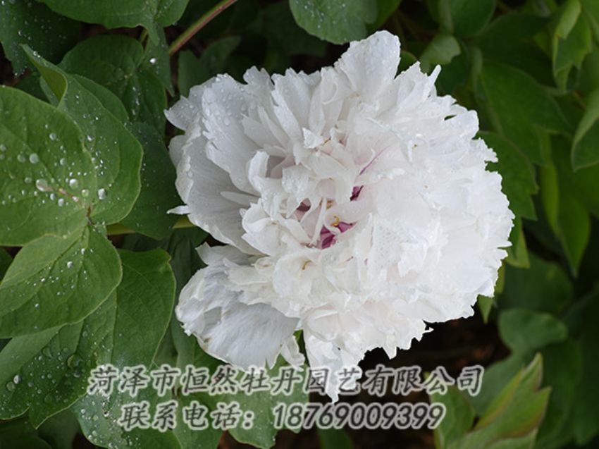 點(diǎn)擊查看詳細(xì)信息<br>標(biāo)題：白色牡丹 閱讀次數(shù)：1217