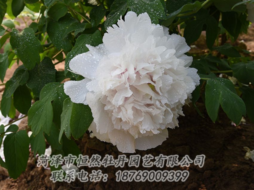 點(diǎn)擊查看詳細(xì)信息<br>標(biāo)題：白色牡丹 閱讀次數(shù)：1193