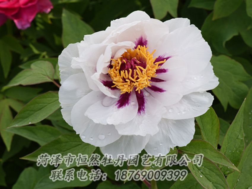 點(diǎn)擊查看詳細(xì)信息<br>標(biāo)題：白色牡丹 閱讀次數(shù)：1252