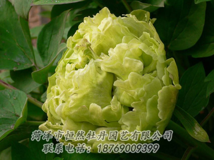 點擊查看詳細信息<br>標題：綠色牡丹 閱讀次數(shù)：1297