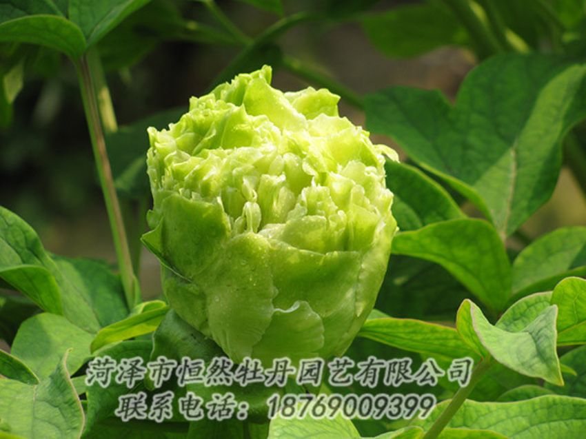 點擊查看詳細信息<br>標題：綠色牡丹 閱讀次數(shù)：1333