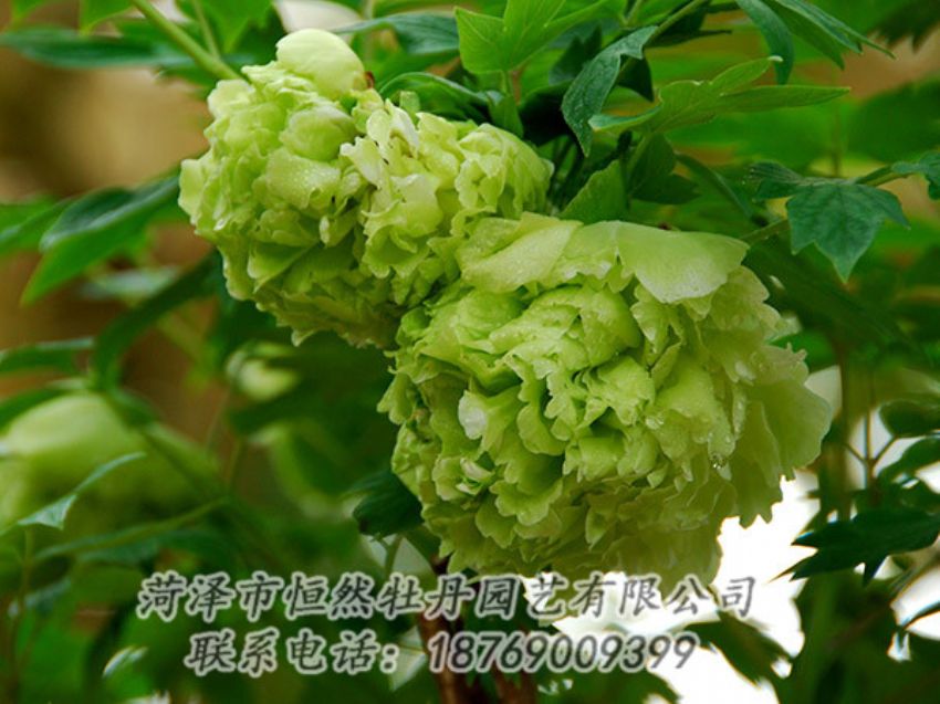 點擊查看詳細信息<br>標題：綠色牡丹 閱讀次數(shù)：1310