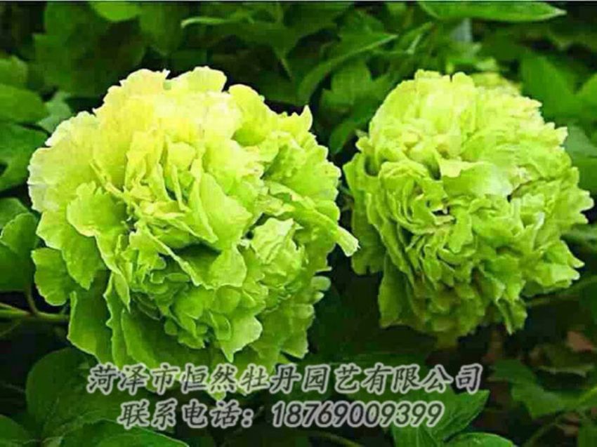 點擊查看詳細信息<br>標題：綠色牡丹 閱讀次數(shù)：1414