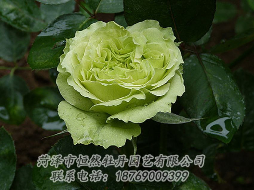 點擊查看詳細信息<br>標題：綠色牡丹 閱讀次數(shù)：1337