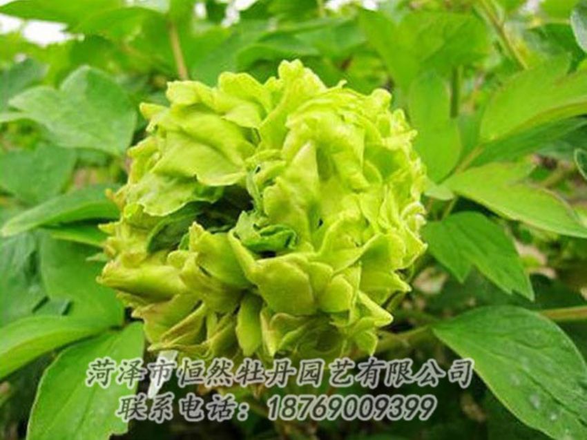 點擊查看詳細信息<br>標題：綠色牡丹 閱讀次數(shù)：1336