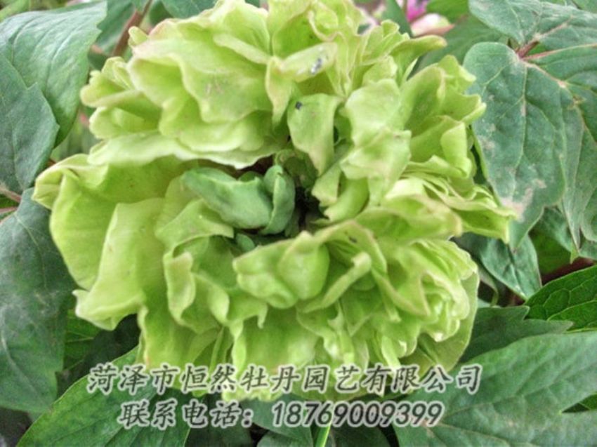 點擊查看詳細信息<br>標題：綠色牡丹 閱讀次數(shù)：1427