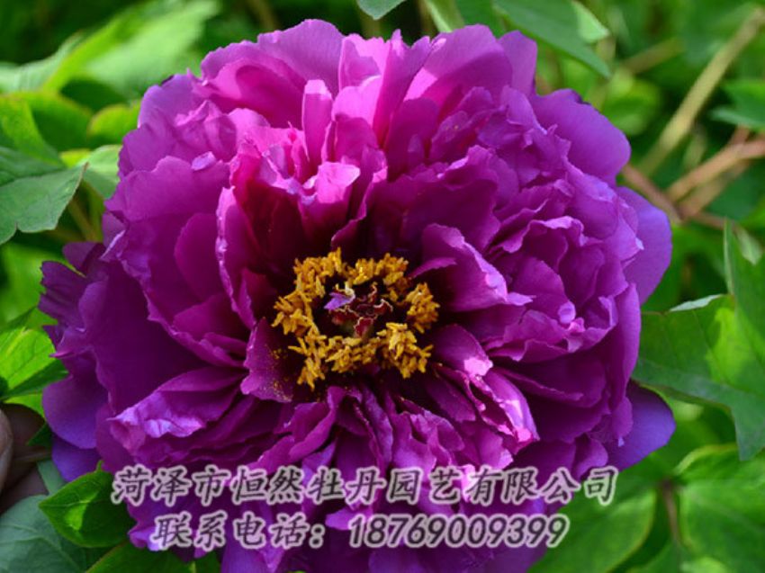 點擊查看詳細(xì)信息<br>標(biāo)題：紫色牡丹 閱讀次數(shù)：1507