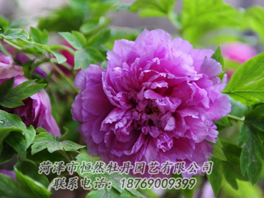 點擊查看詳細(xì)信息<br>標(biāo)題：紫色牡丹 閱讀次數(shù)：1458