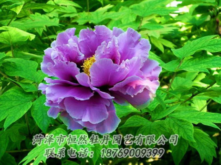 點擊查看詳細(xì)信息<br>標(biāo)題：紫色牡丹 閱讀次數(shù)：1398