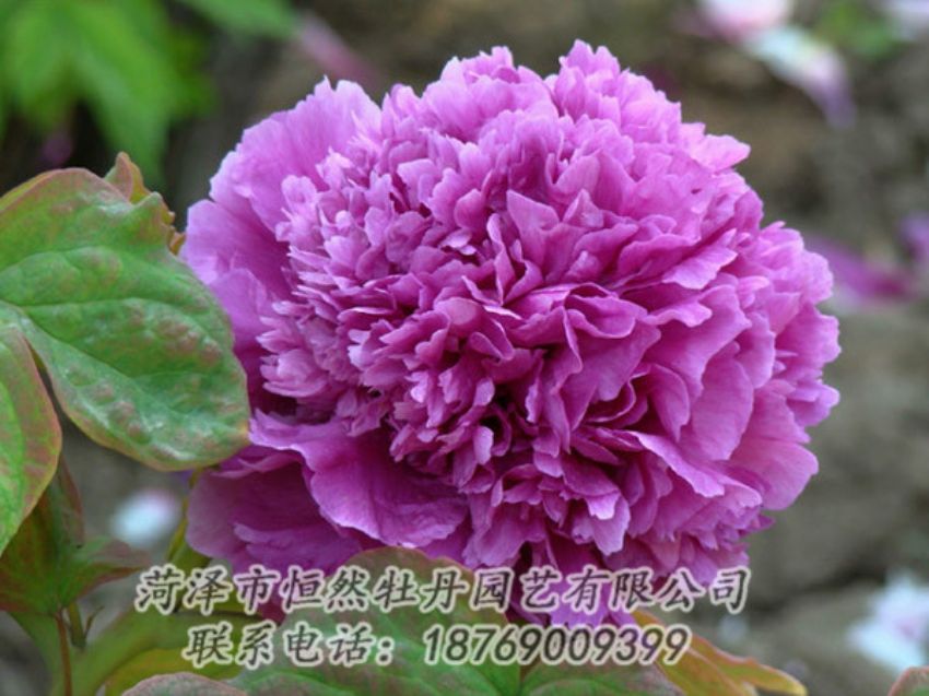 點擊查看詳細(xì)信息<br>標(biāo)題：紫色牡丹 閱讀次數(shù)：1861