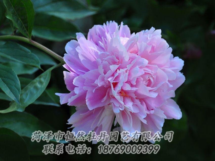 點擊查看詳細(xì)信息<br>標(biāo)題：紫色牡丹 閱讀次數(shù)：1878
