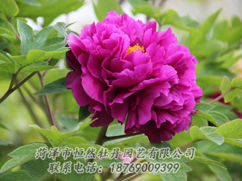 點擊查看詳細(xì)信息<br>標(biāo)題：紫色牡丹 閱讀次數(shù)：1942
