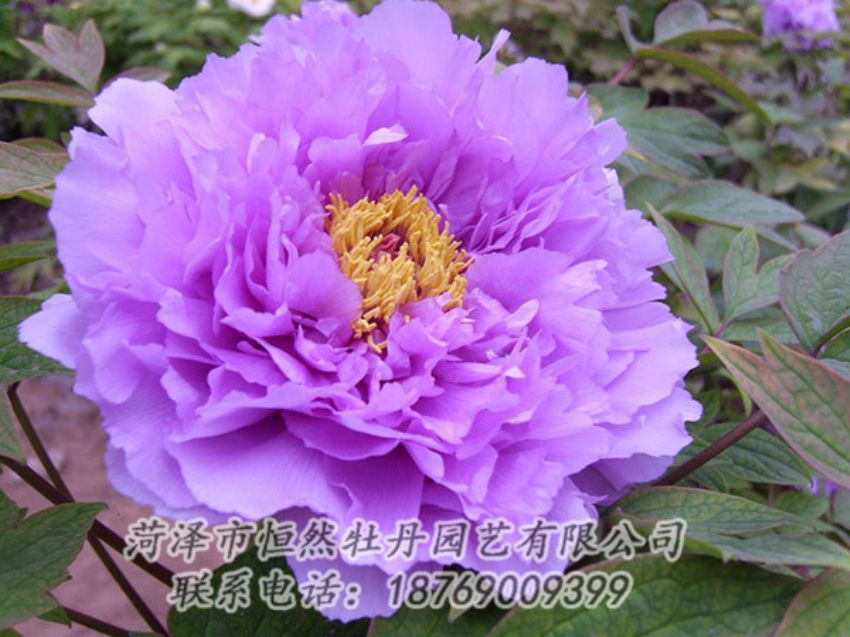 點擊查看詳細(xì)信息<br>標(biāo)題：紫色牡丹 閱讀次數(shù)：1957
