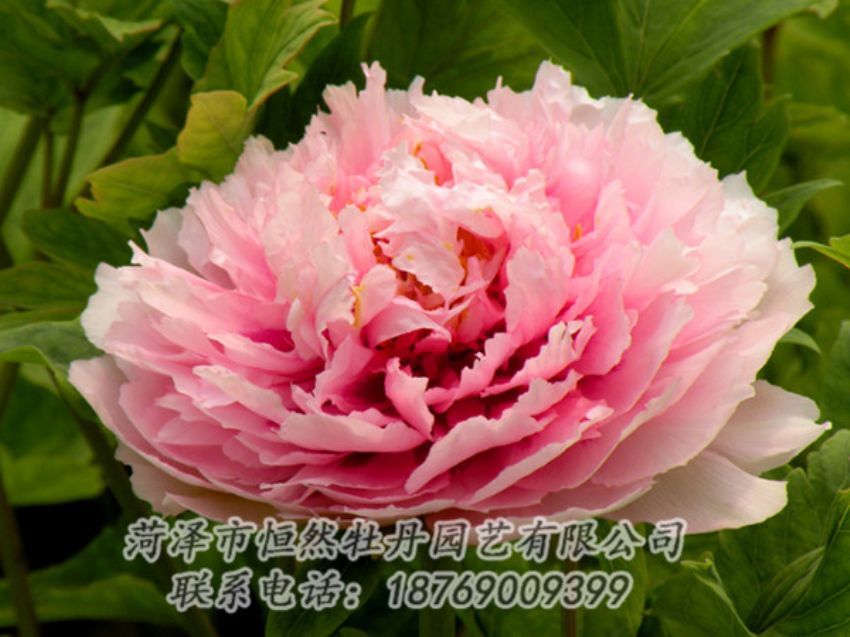 點(diǎn)擊查看詳細(xì)信息<br>標(biāo)題：粉色牡丹 閱讀次數(shù)：2031