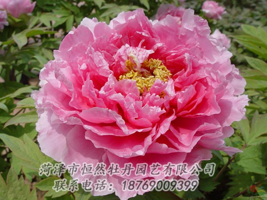 點(diǎn)擊查看詳細(xì)信息<br>標(biāo)題：粉色牡丹 閱讀次數(shù)：2002