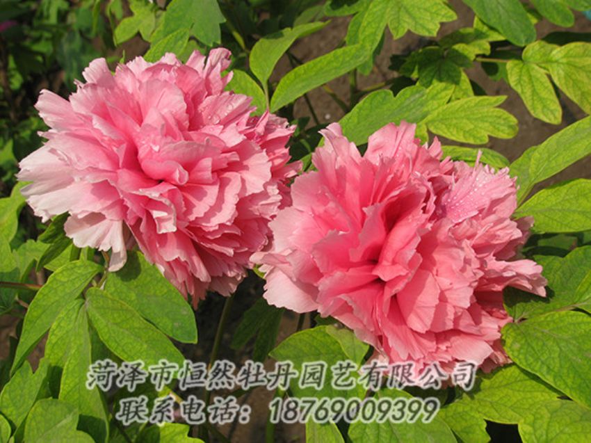 點擊查看詳細(xì)信息<br>標(biāo)題：粉色牡丹 閱讀次數(shù)：1885