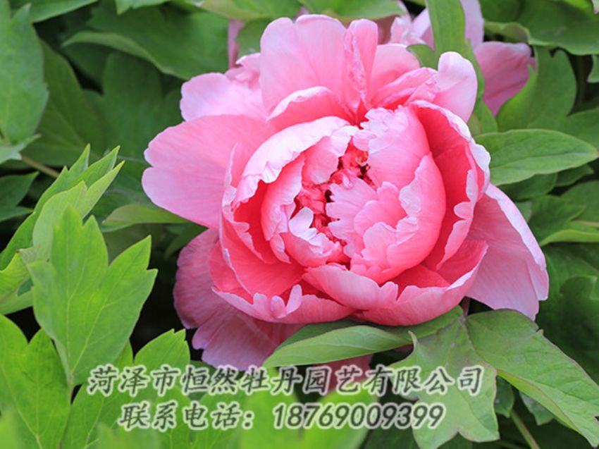 點擊查看詳細(xì)信息<br>標(biāo)題：粉色牡丹 閱讀次數(shù)：1848