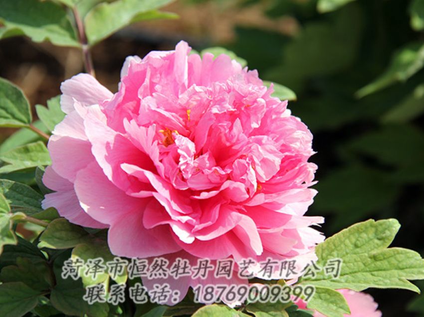 點擊查看詳細(xì)信息<br>標(biāo)題：粉色牡丹 閱讀次數(shù)：1880