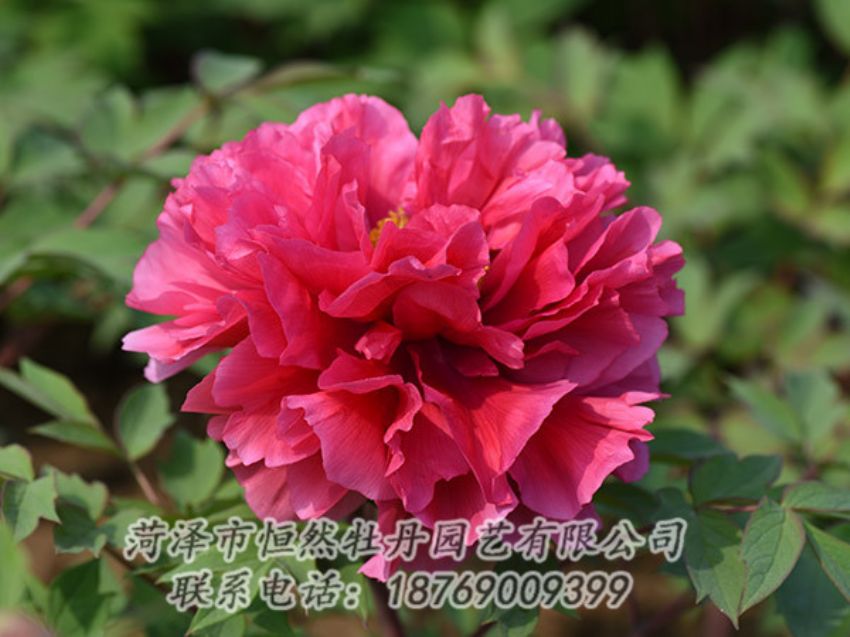 點(diǎn)擊查看詳細(xì)信息<br>標(biāo)題：紅色牡丹 閱讀次數(shù)：1986