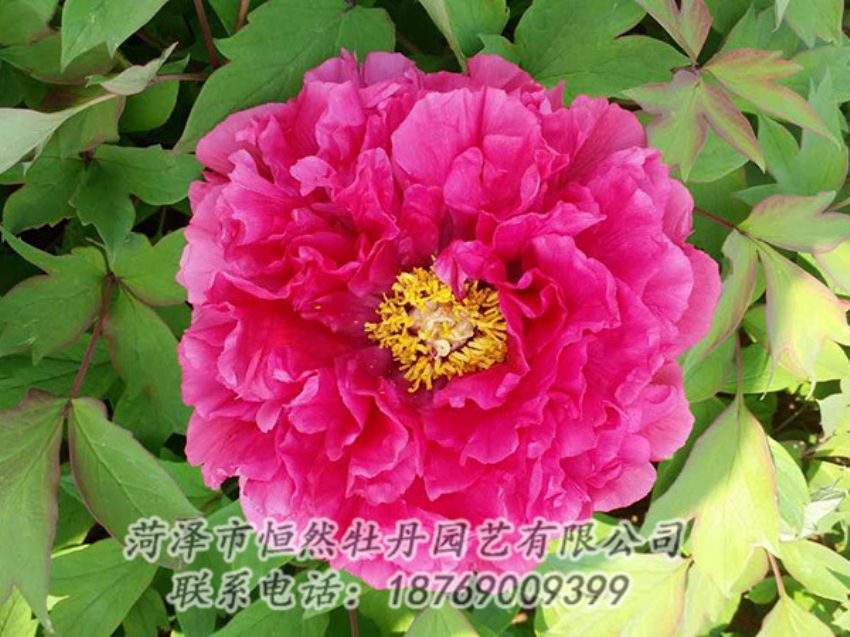 點(diǎn)擊查看詳細(xì)信息<br>標(biāo)題：紅色牡丹 閱讀次數(shù)：2100