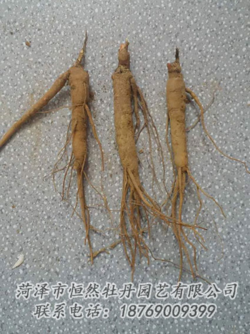 點(diǎn)擊查看詳細(xì)信息<br>標(biāo)題：芍藥苗 閱讀次數(shù)：2210