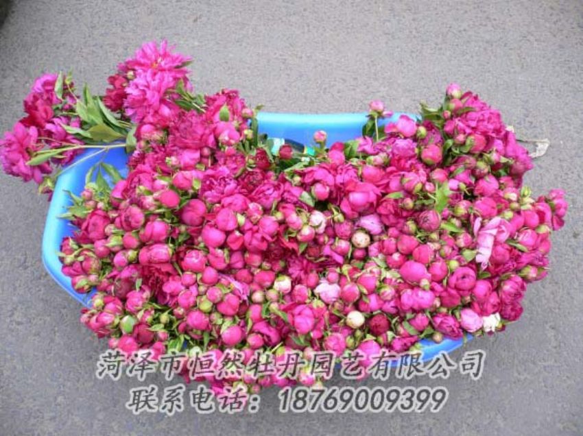 點(diǎn)擊查看詳細(xì)信息<br>標(biāo)題：芍藥切花 閱讀次數(shù)：2043