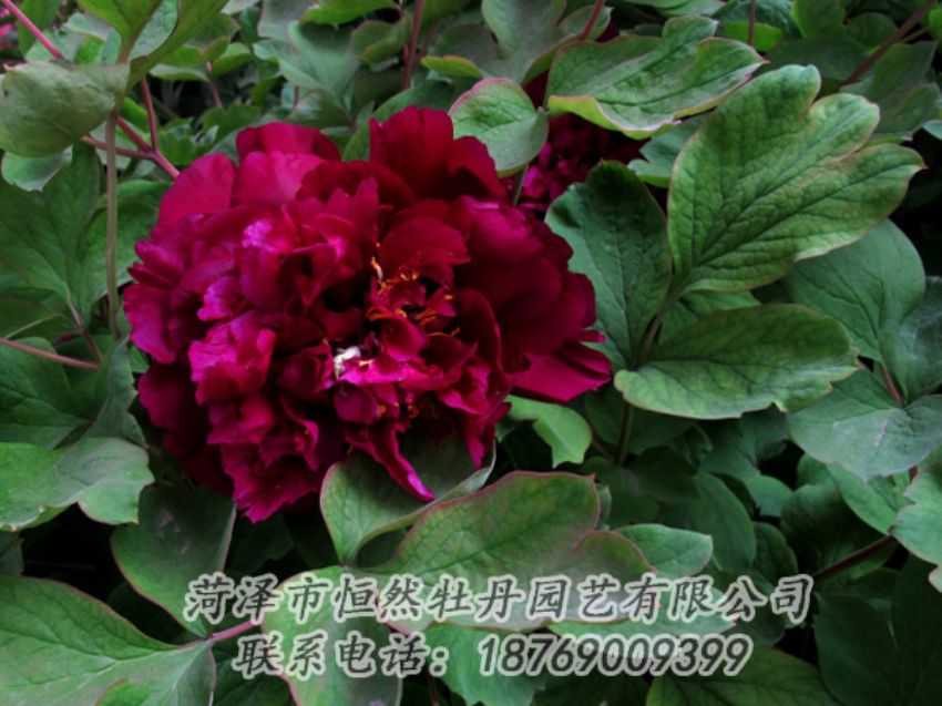 點(diǎn)擊查看詳細(xì)信息<br>標(biāo)題：黑色牡丹 閱讀次數(shù)：2165
