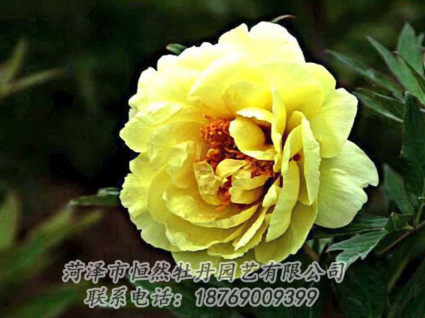 點(diǎn)擊查看詳細(xì)信息<br>標(biāo)題：黃色牡丹 閱讀次數(shù)：2006
