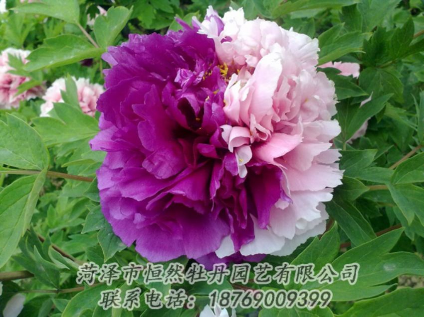 點(diǎn)擊查看詳細(xì)信息<br>標(biāo)題：復(fù)色牡丹 閱讀次數(shù)：2146