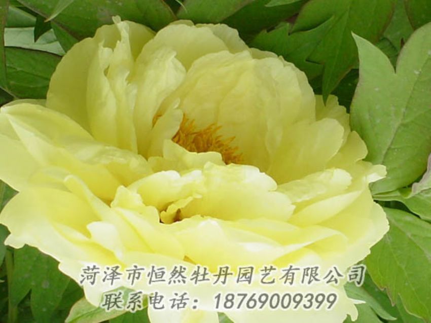 點(diǎn)擊查看詳細(xì)信息<br>標(biāo)題：黃色牡丹 閱讀次數(shù)：2069