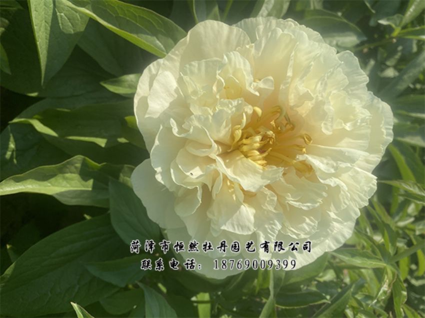 點(diǎn)擊查看詳細(xì)信息<br>標(biāo)題：進(jìn)口芍藥 閱讀次數(shù)：521