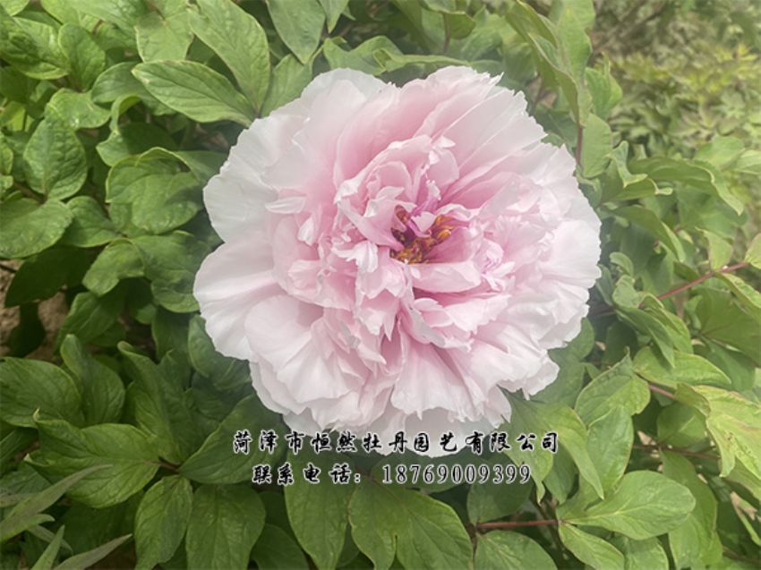 點(diǎn)擊查看詳細(xì)信息<br>標(biāo)題：進(jìn)口芍藥 閱讀次數(shù)：495