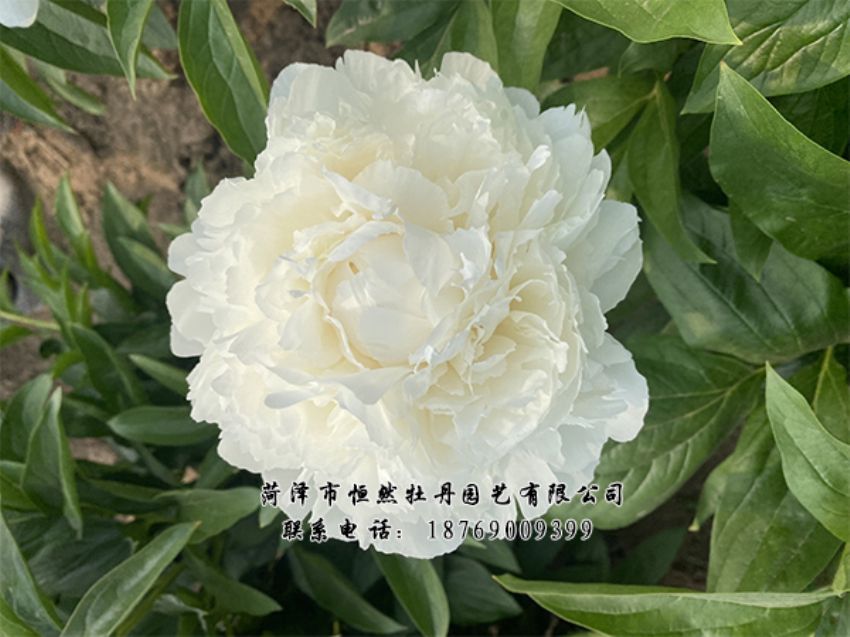 點(diǎn)擊查看詳細(xì)信息<br>標(biāo)題：進(jìn)口芍藥 閱讀次數(shù)：510