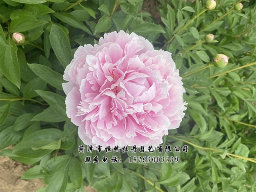 點(diǎn)擊查看詳細(xì)信息<br>標(biāo)題：進(jìn)口芍藥 閱讀次數(shù)：501