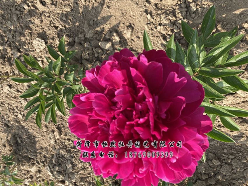 點(diǎn)擊查看詳細(xì)信息<br>標(biāo)題：進(jìn)口芍藥 閱讀次數(shù)：490
