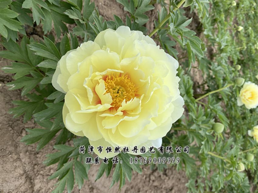 點(diǎn)擊查看詳細(xì)信息<br>標(biāo)題：進(jìn)口芍藥 閱讀次數(shù)：479