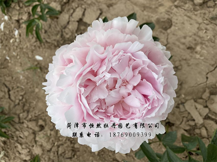 點(diǎn)擊查看詳細(xì)信息<br>標(biāo)題：進(jìn)口芍藥 閱讀次數(shù)：495